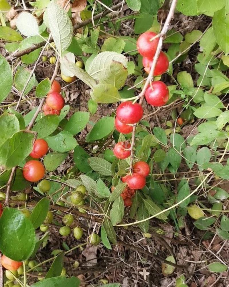 钙果树苗红钙果种苗四季水果中华钙果种苗欧李鲜果苗大棚