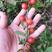 钙果树苗红钙果种苗四季水果中华钙果种苗欧李鲜果苗大棚