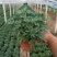 千头菊国庆菊菊花150盆观赏菊量大可优惠