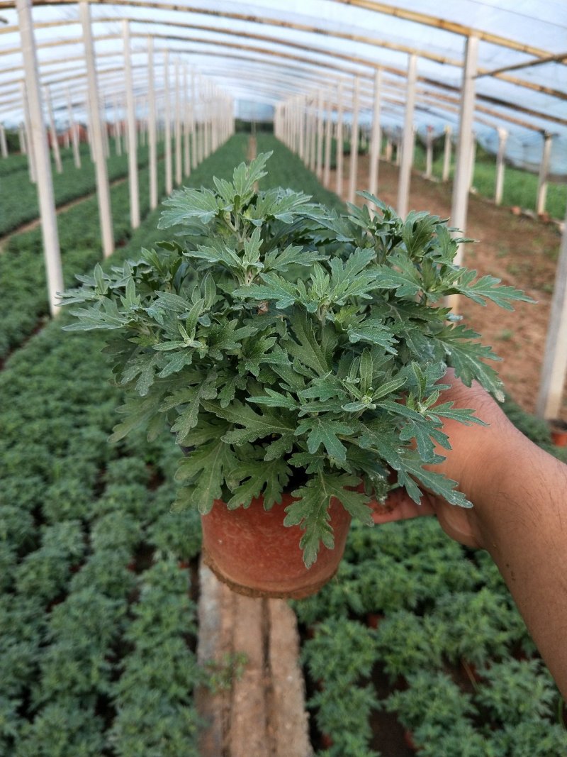 千头菊国庆菊菊花150盆观赏菊量大可优惠