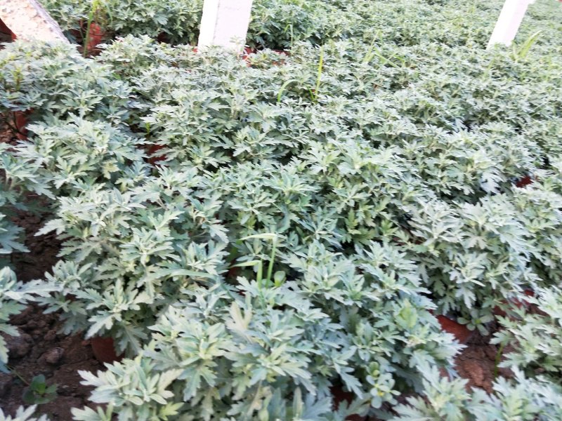 千头菊国庆菊菊花150盆观赏菊量大可优惠
