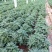 千头菊国庆菊菊花150盆观赏菊量大可优惠