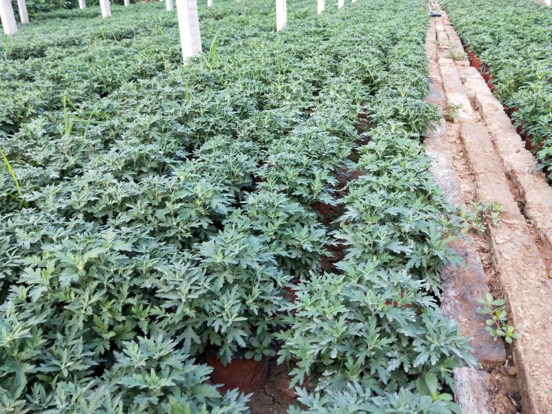 千头菊国庆菊菊花150盆观赏菊量大可优惠