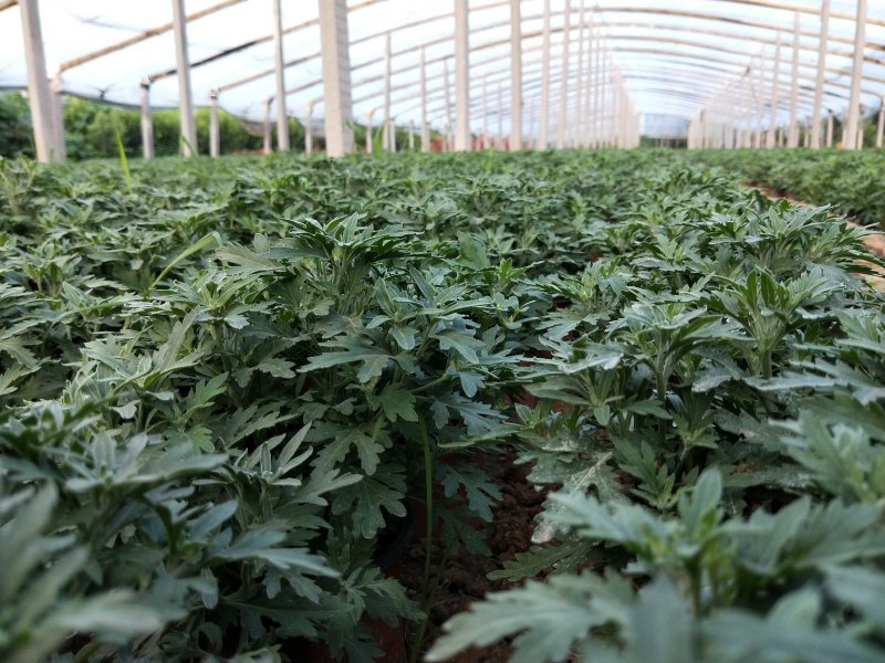千头菊国庆菊菊花150盆观赏菊量大可优惠