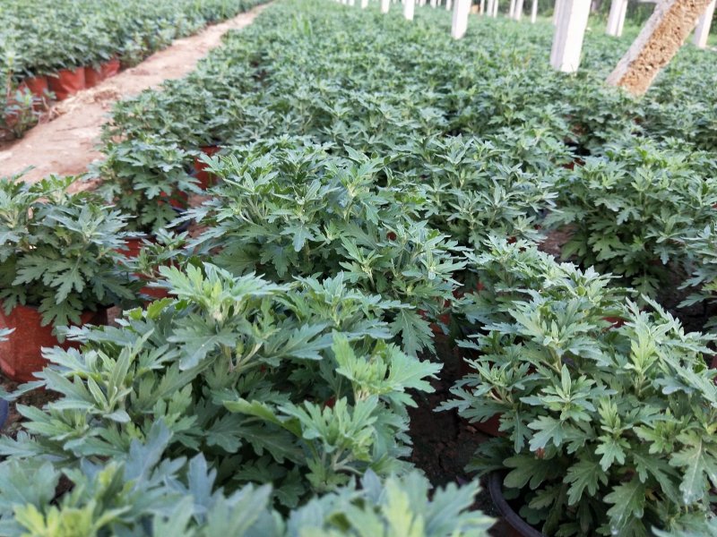 千头菊国庆菊菊花150盆观赏菊量大可优惠