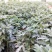 千头菊国庆菊菊花150盆观赏菊量大可优惠