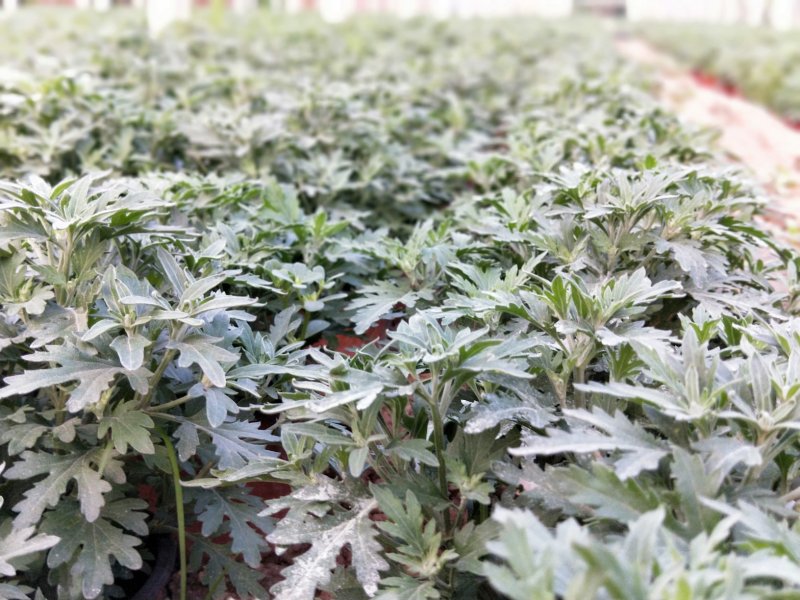 千头菊国庆菊菊花150盆观赏菊量大可优惠