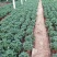 千头菊国庆菊菊花150盆观赏菊量大可优惠