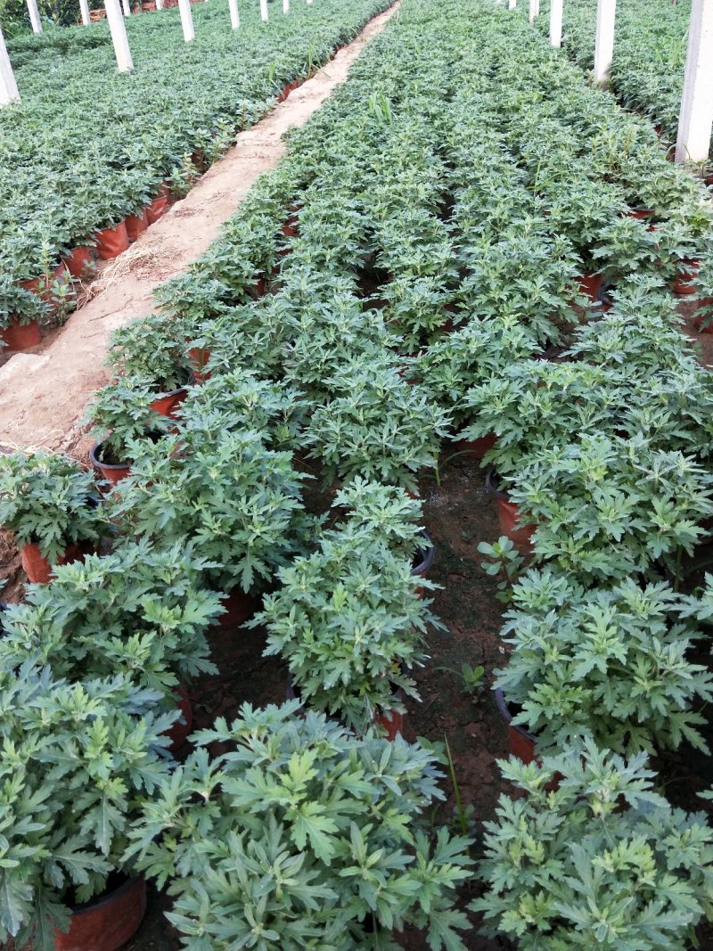 千头菊国庆菊菊花150盆观赏菊量大可优惠
