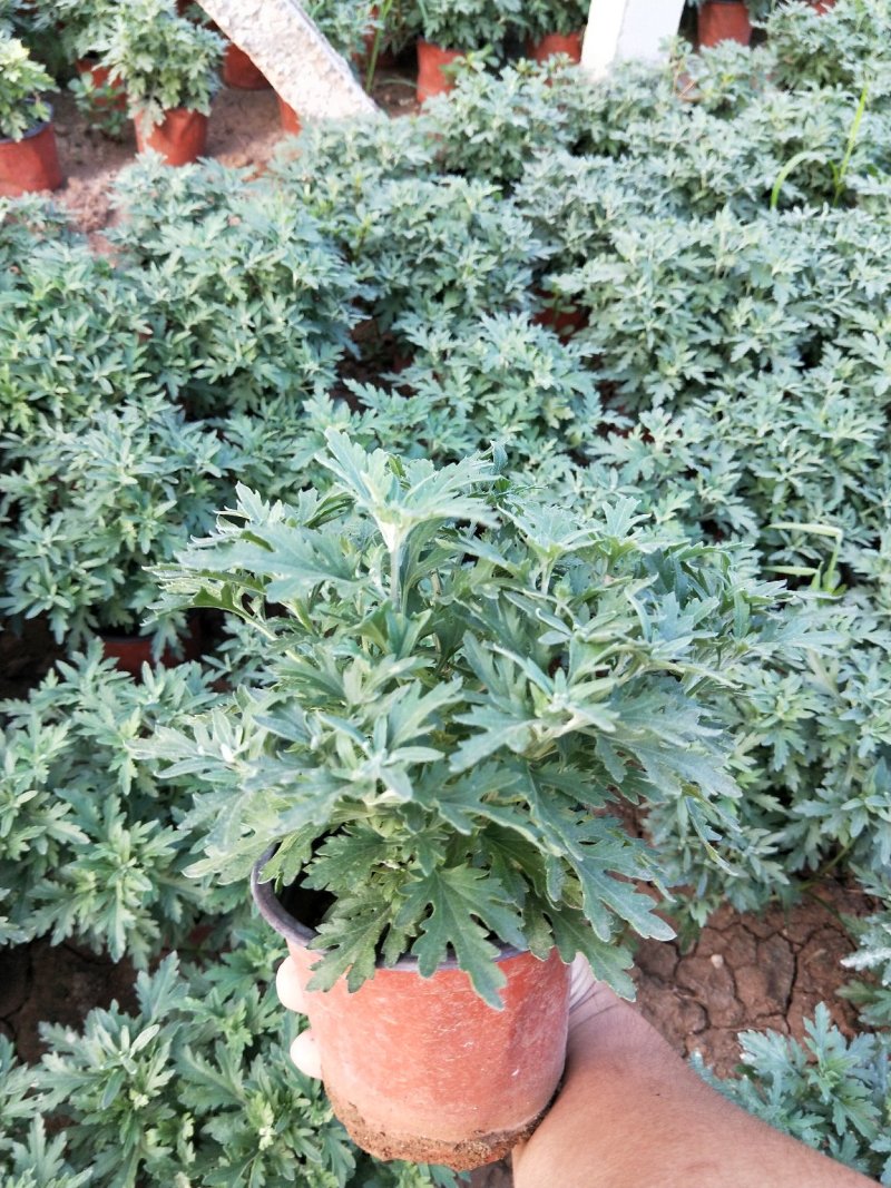 千头菊国庆菊菊花150盆观赏菊量大可优惠