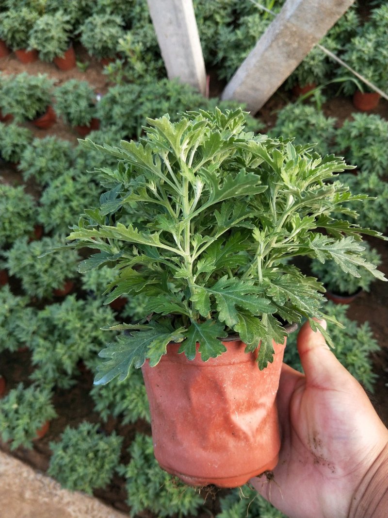 千头菊国庆菊菊花150盆观赏菊量大可优惠