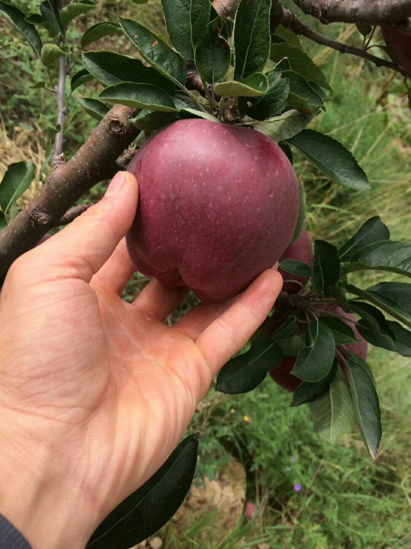 花牛苹果🍎