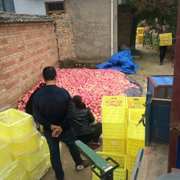 花牛苹果🍎