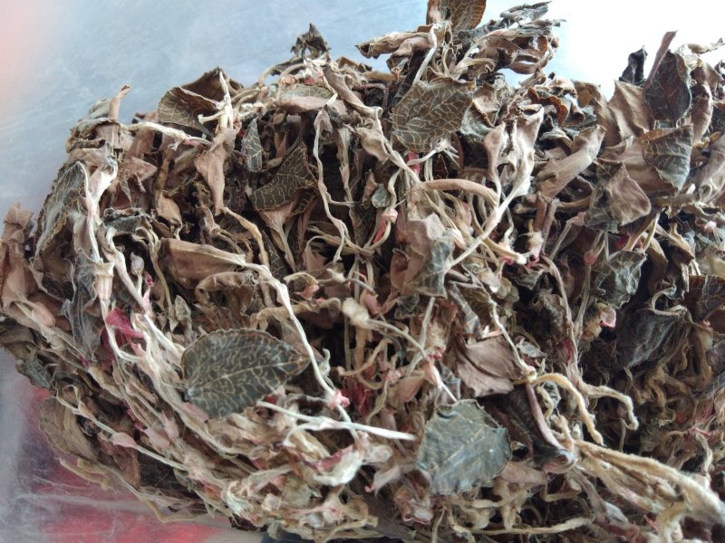 金线莲