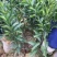 无纺布育苗袋加厚抗老化种植袋坚果柑橘脐橙无纺布种植袋