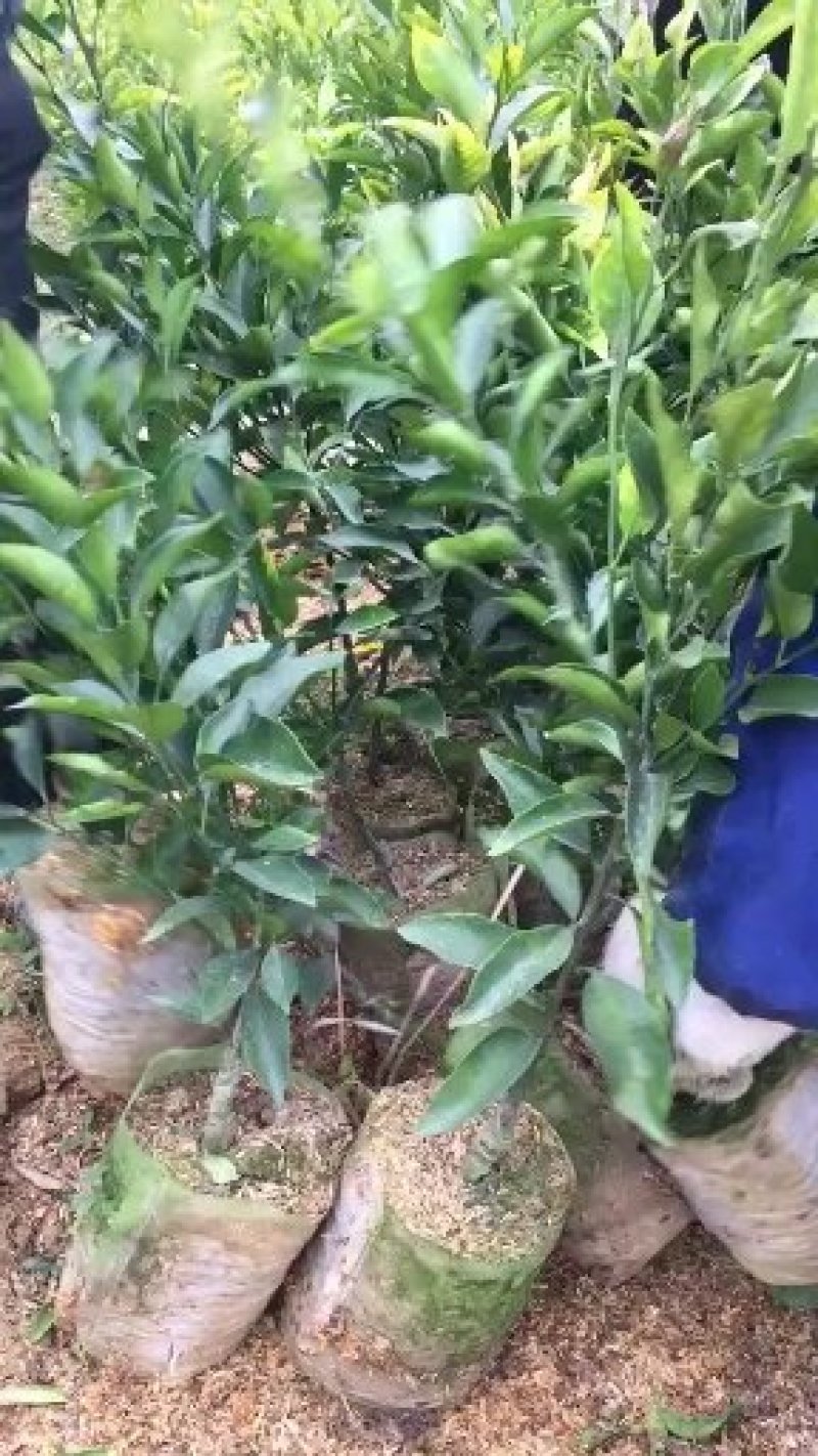 无纺布育苗袋加厚抗老化种植袋坚果柑橘脐橙无纺布种植袋