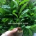 无纺布育苗袋加厚抗老化种植袋坚果柑橘脐橙无纺布种植袋