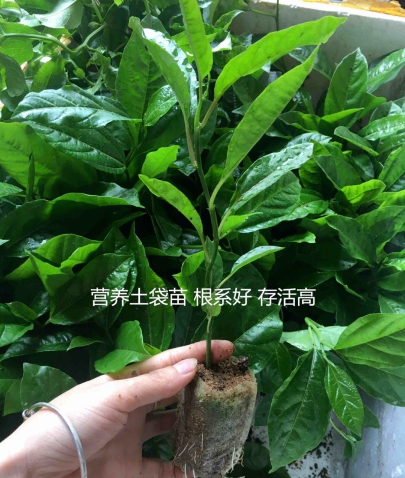 无纺布育苗袋加厚抗老化种植袋坚果柑橘脐橙无纺布种植袋