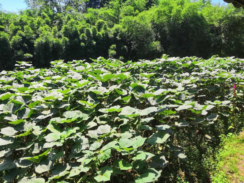 绿化苗木！黄金树！无患子