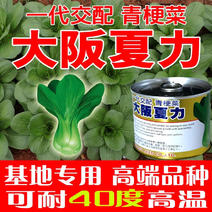 青菜种子杂交青梗菜种子大阪夏力耐40度高温绿冠