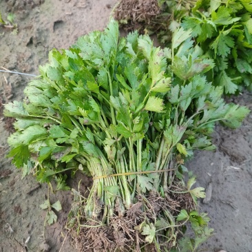 山东优质皇后芹菜苗，西芹苗自有基地芹菜苗专车送货上门