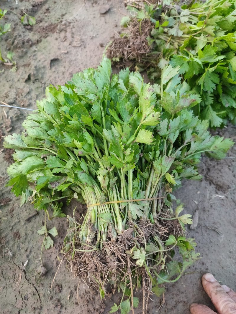 山东优质皇后芹菜苗，西芹苗自有基地芹菜苗专车送货上门