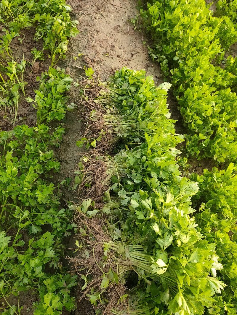 山东优质皇后芹菜苗，西芹苗自有基地芹菜苗专车送货上门