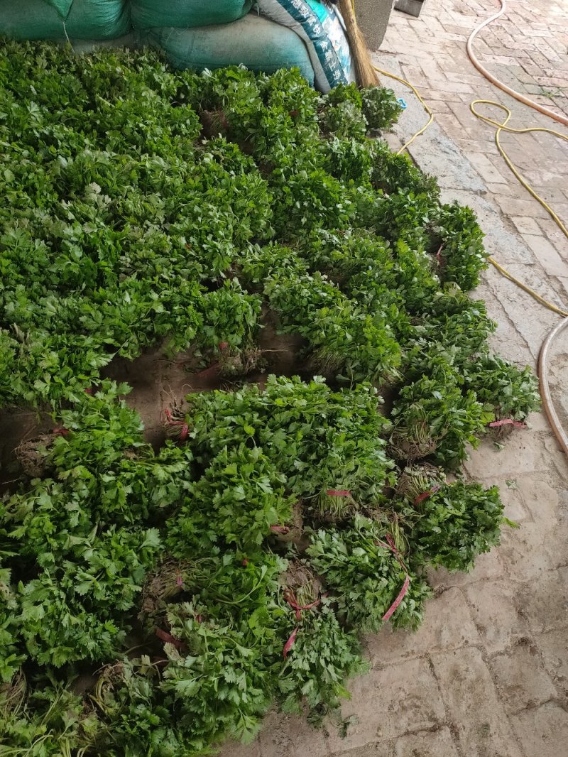 山东优质皇后芹菜苗，西芹苗自有基地芹菜苗专车送货上门