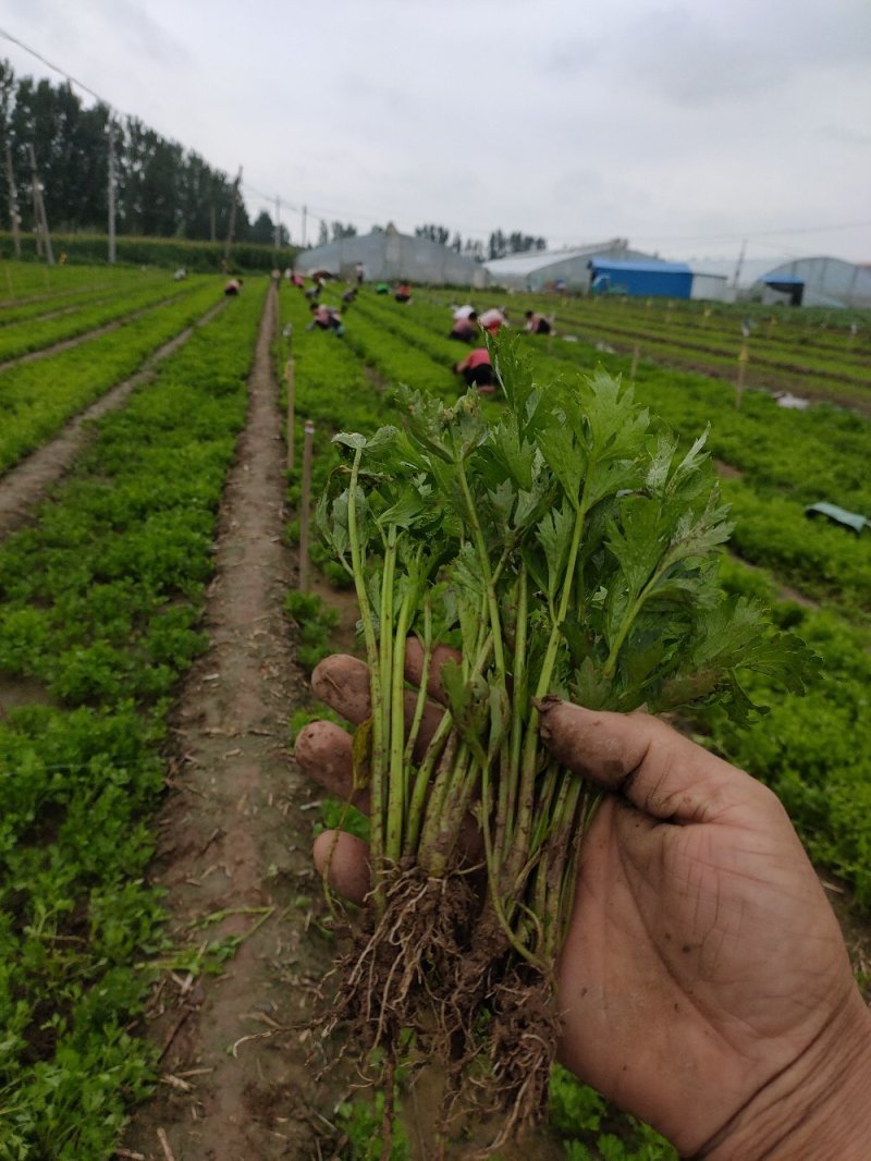 山东法国皇后芹菜苗蔬菜苗自有基地一手货源量大详谈发全国