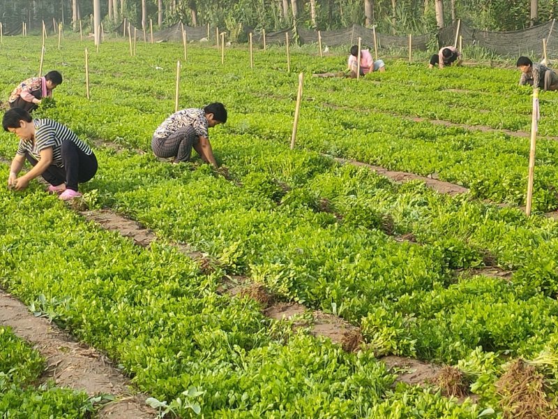 山东法国皇后芹菜苗蔬菜苗自有基地一手货源量大详谈发全国