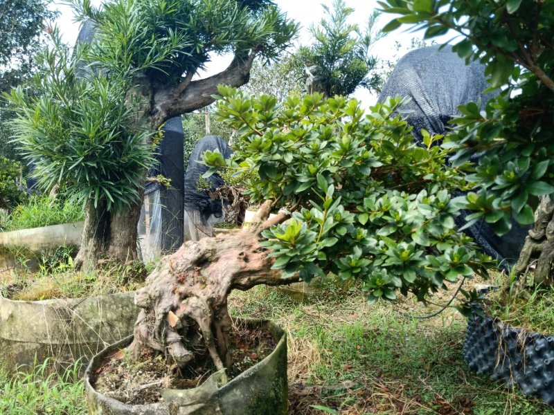 产地直销精品嫁接进口红珊瑚杜鹃，耐寒耐热花期100天左