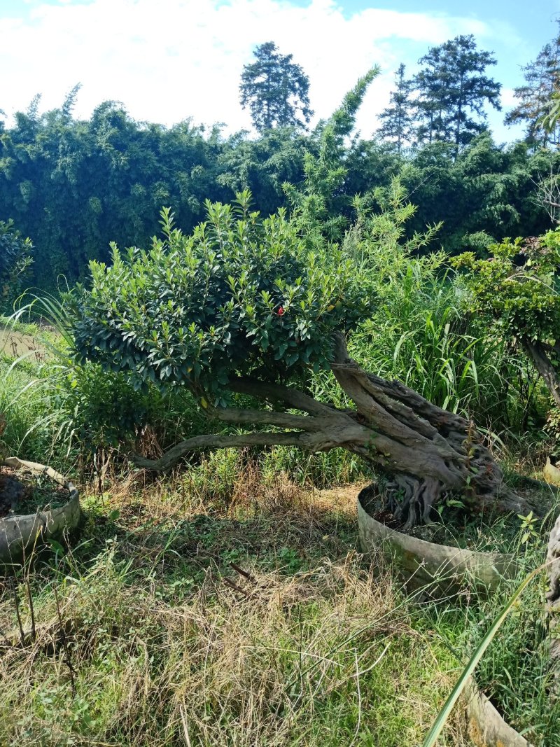 产地直销精品嫁接进口红珊瑚杜鹃，耐寒耐热花期100天左