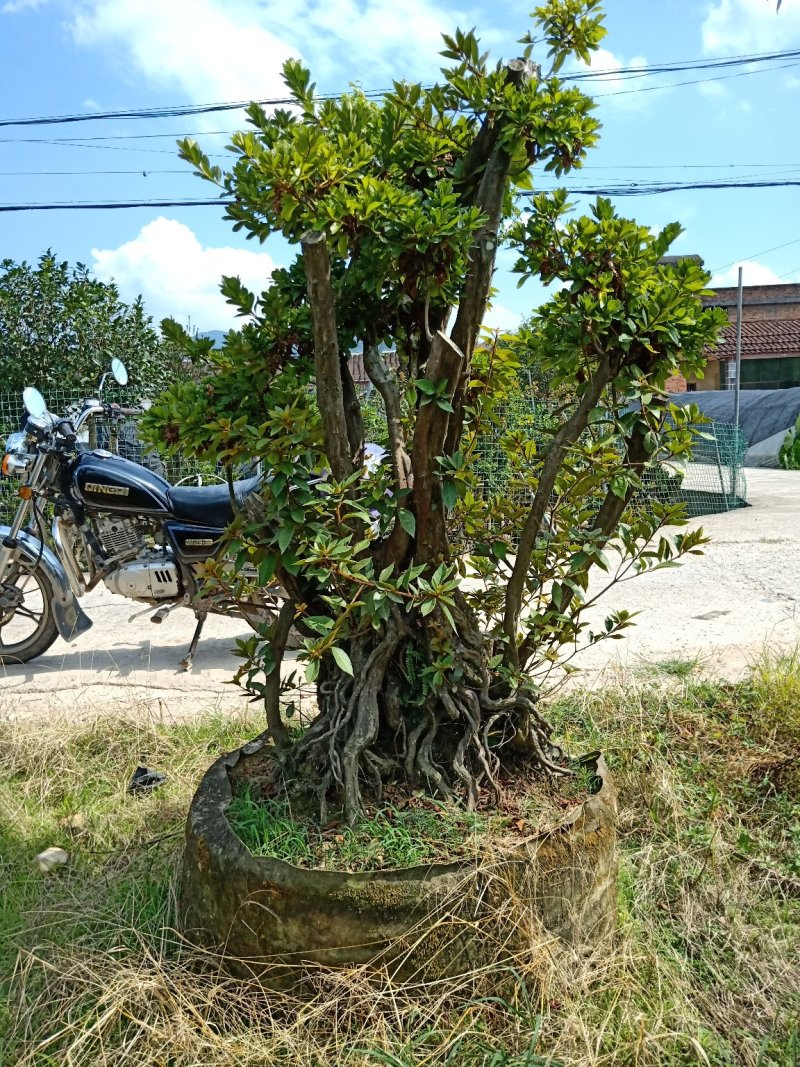 产地直销精品嫁接进口红珊瑚杜鹃，耐寒耐热花期100天左