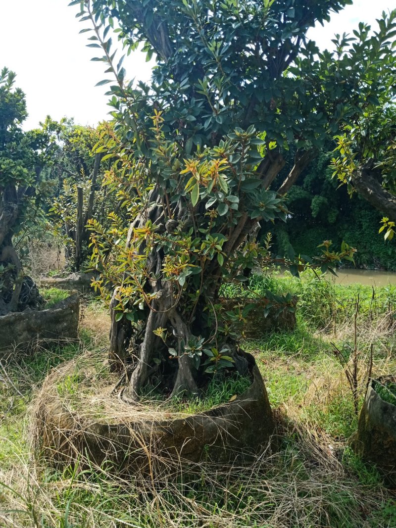 产地直销精品嫁接进口红珊瑚杜鹃，耐寒耐热花期100天左