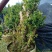 产地直销精品嫁接进口红珊瑚杜鹃，耐寒耐热花期100天左