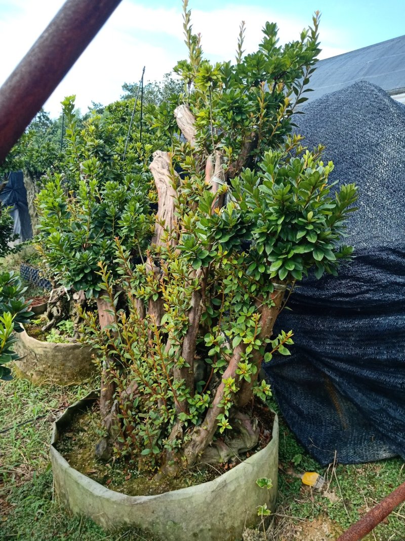 产地直销精品嫁接进口红珊瑚杜鹃，耐寒耐热花期100天左