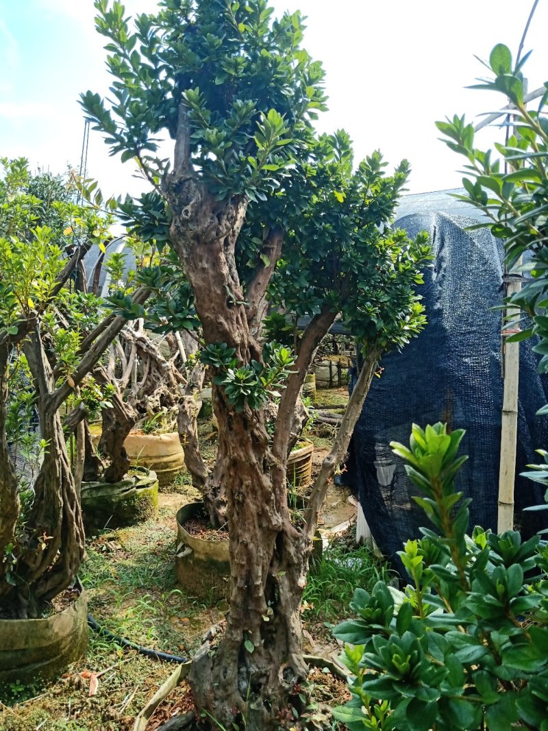 产地直销精品嫁接进口红珊瑚杜鹃，耐寒耐热花期100天左