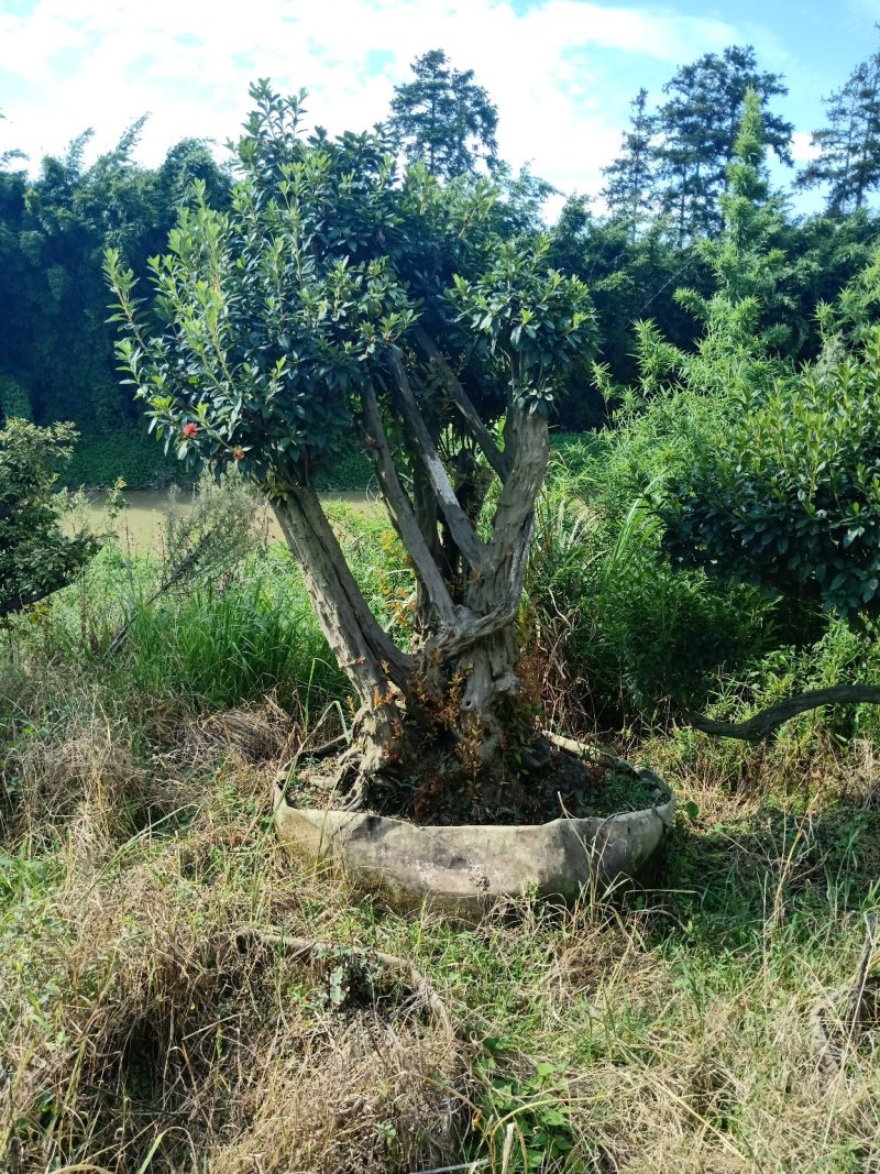 产地直销精品嫁接进口红珊瑚杜鹃，耐寒耐热花期100天左
