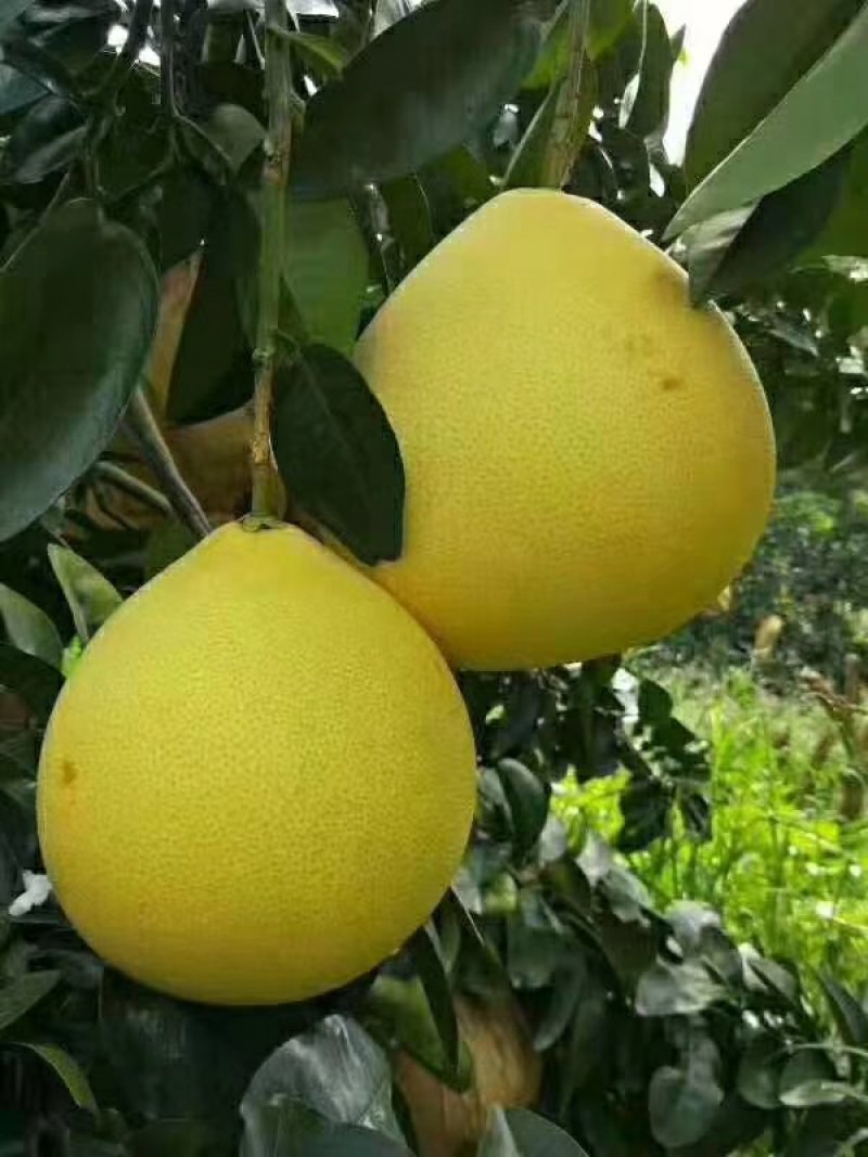 蜜柚