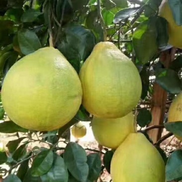 蜜柚