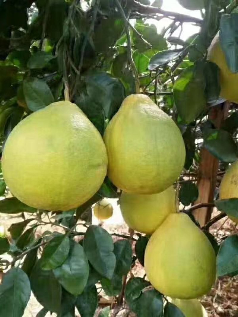 蜜柚