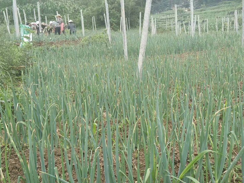 大葱