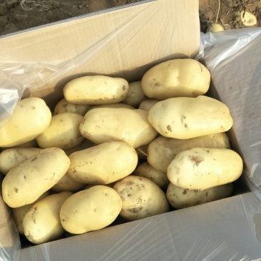土豆大量上市