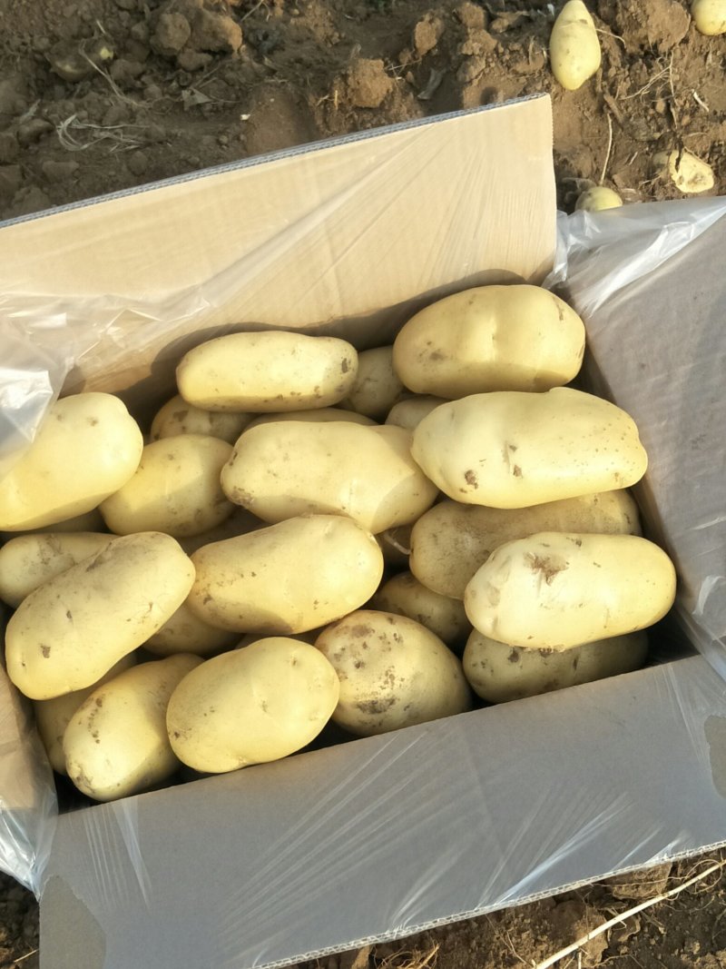 土豆大量上市