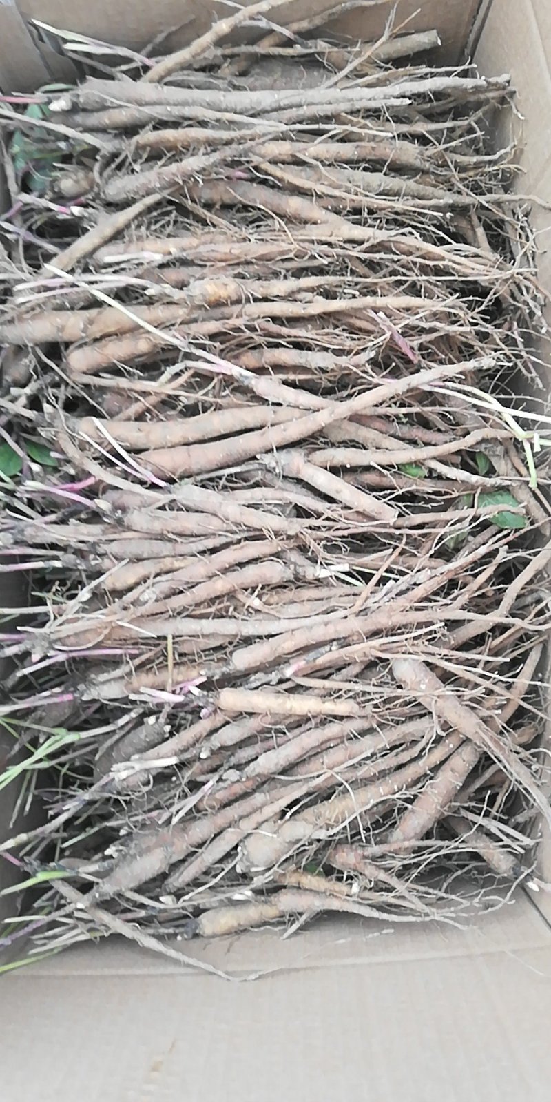 赤芍苗，芍药苗，基地直销，一手货源，品质有保证，量大从优