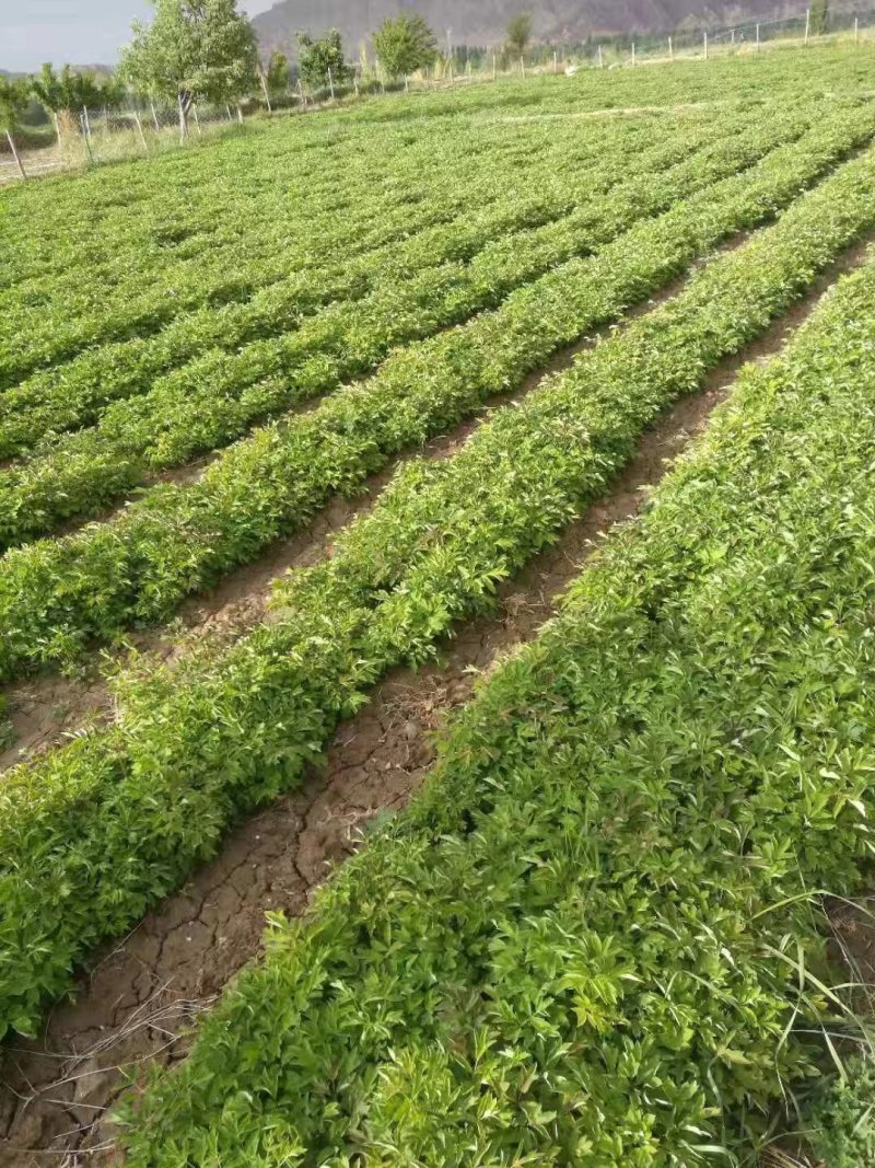 赤芍苗，芍药苗，基地直销，一手货源，品质有保证，量大从优