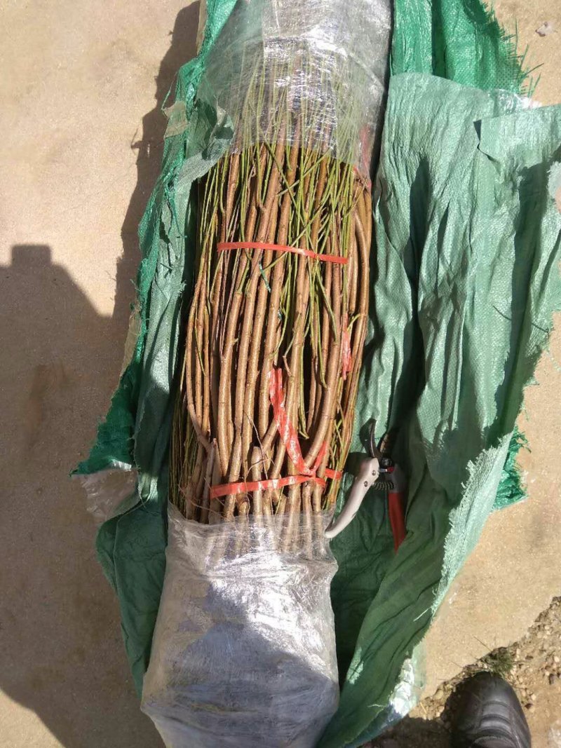黄桃苗优质嫁结黄桃苗包品种包成活假一赔十
