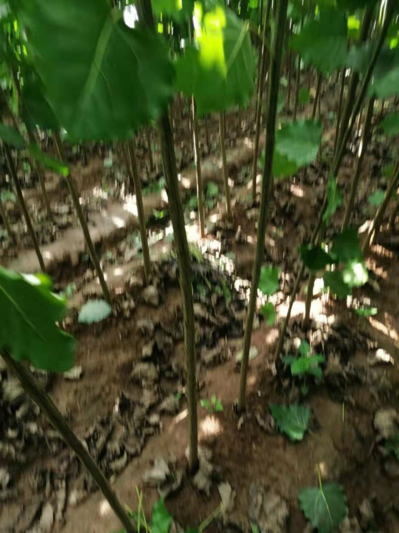 白杨树苗大量供应产地直销一手货源全国各地物流班车发货质量