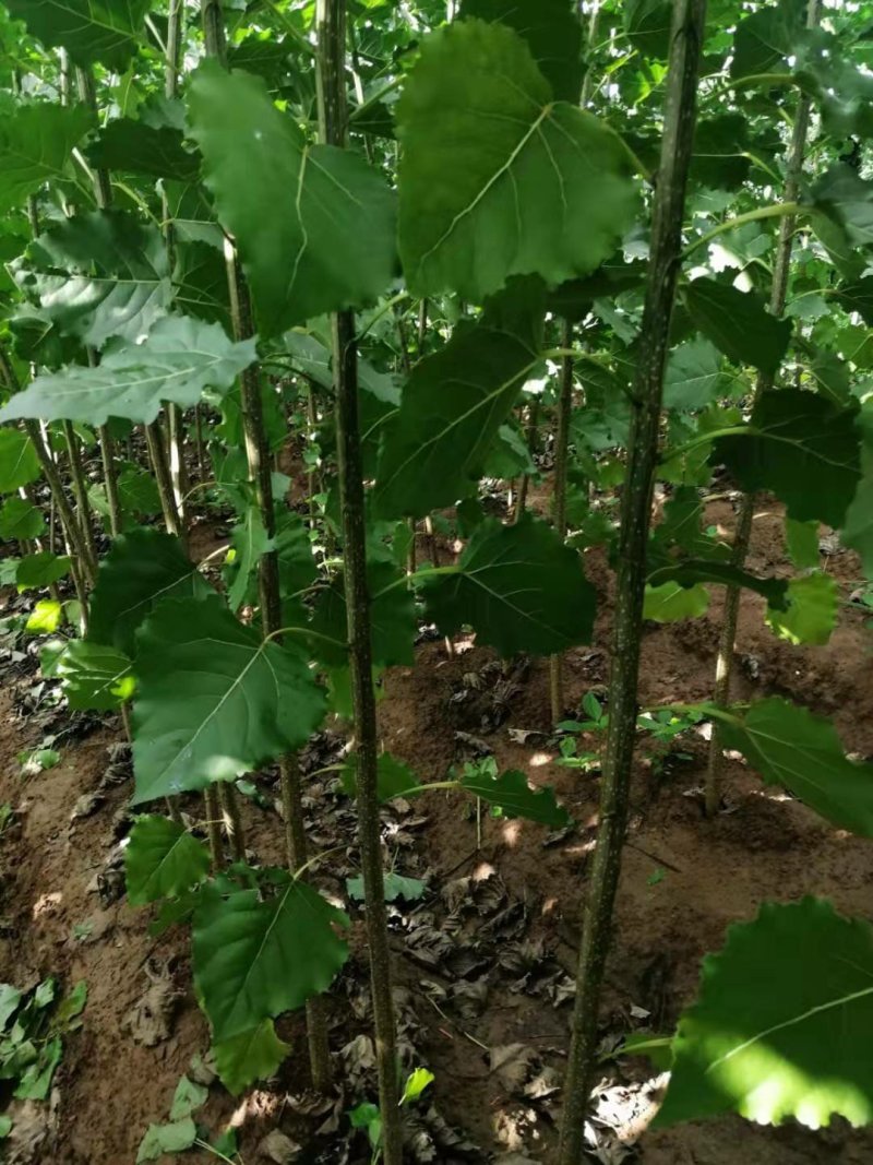 白杨树苗大量供应产地直销一手货源全国各地物流班车发货质量