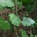 白杨树苗大量供应产地直销一手货源全国各地物流班车发货质量